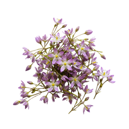 Swertia Japonica